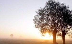 alberi