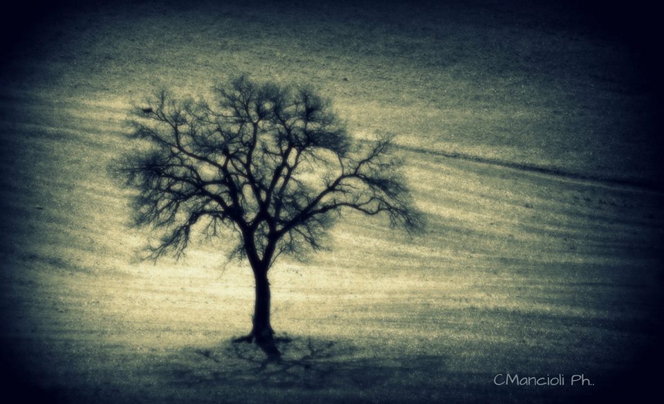 albero Cos