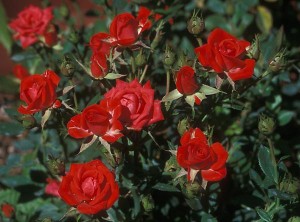 rose-cespuglio
